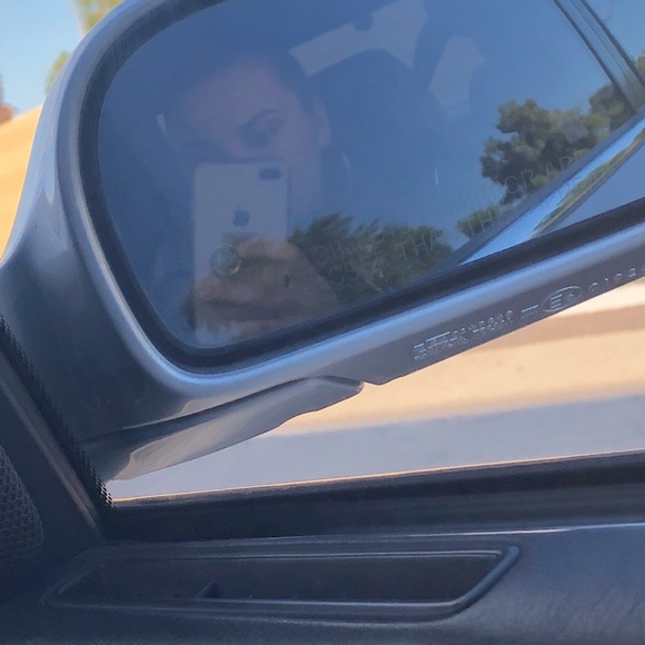 Meet your Posher, Meli - Picture 2 of 2